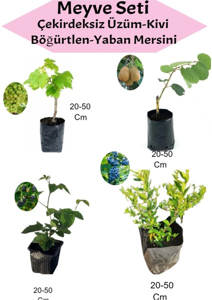 4'lü Set Çekirdeksiz Üzüm - Kivi- Böğürtlen - Yaban Mersini
