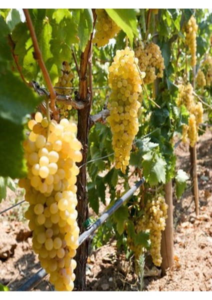 4'lü Set Çekirdeksiz Üzüm - Kivi- Böğürtlen - Yaban Mersini fiyatları