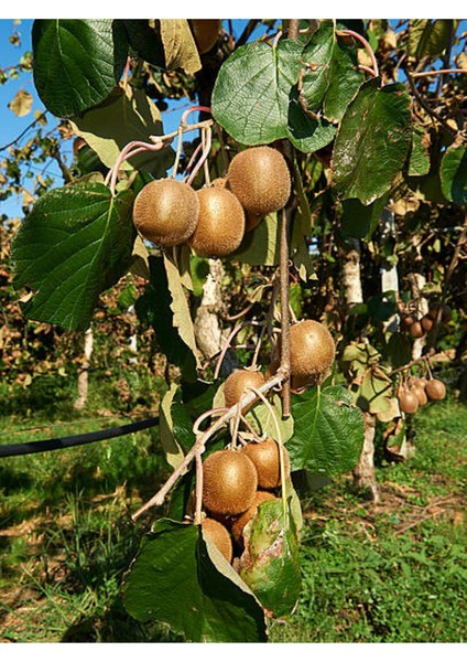 4'lü Set Çekirdeksiz Üzüm - Kivi- Böğürtlen - Yaban Mersini modelleri