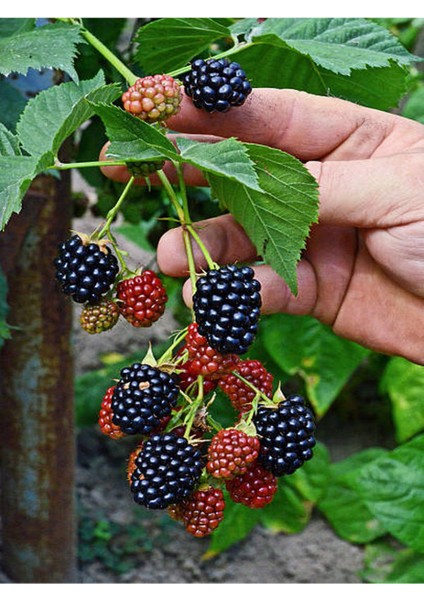 4'lü Set Çekirdeksiz Üzüm - Kivi- Böğürtlen - Yaban Mersini fırsatları