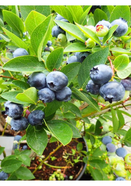 4'lü Set Çekirdeksiz Üzüm - Kivi- Böğürtlen - Yaban Mersini indirimleri