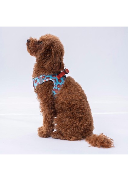 Air-Mesh Bears Köpek Göğüs Tasması