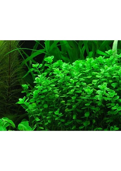 Marimo Scape Bacopa Monnieri