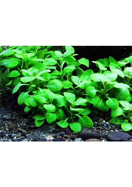 Marimo Scape Lobelia Cardinalis