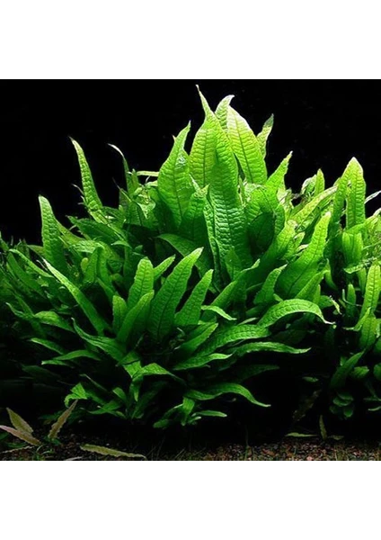 Marimo Scape Microsorum Pteropus (Java Fern)