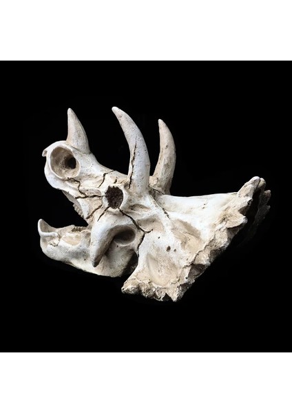 Triceratops Stili Sürüngen Amfibi Pet Kutusu Dekorasyon Remülasyon Triceratops Dinozor Fosili Süs Besleme Kutusu Sürüngen Pet Malzemeleri (Yurt Dışından) fiyatları