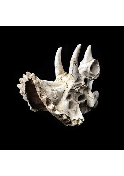 Triceratops Stili Sürüngen Amfibi Pet Kutusu Dekorasyon Remülasyon Triceratops Dinozor Fosili Süs Besleme Kutusu Sürüngen Pet Malzemeleri (Yurt Dışından) fırsatları
