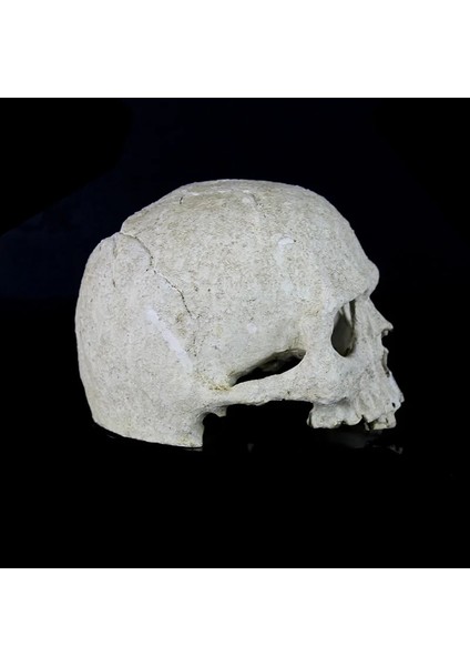Reçine Insan Kafatası Iskelet Su Tankı Akvaryum Süs Teraryum Süslemeleri Bahçe Heykelleri Kişilik Sanat Oyma Heykeli Modeli (Yurt Dışından)