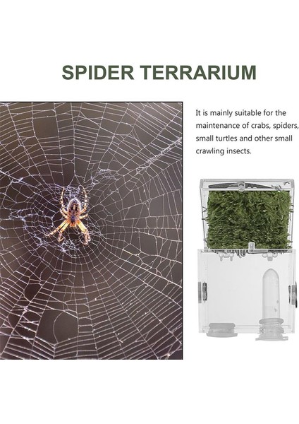 Atlayan Örümcek Muhafaza Kutusu Örümcek Habitat Kutusu Akrilik Böcekler Besleme Kutusu (Yurt Dışından) fırsatları