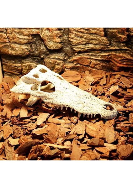 Timsah Dinozor Kemiği Atlatmak Ev Reçine Sürüngen Habitat Su Manzara Simülasyon Kafatası Akvaryum Dekorasyon (Yurt Dışından)
