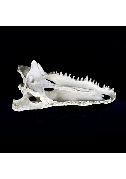 Timsah Dinozor Kemiği Atlatmak Ev Reçine Sürüngen Habitat Su Manzara Simülasyon Kafatası Akvaryum Dekorasyon (Yurt Dışından)