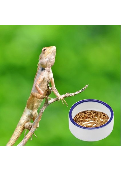 L Tarzı Sürüngen Kaseler Teraryum Besleme Solucan Çanak Sürüngen Unkurdu Besleyici Çanak Seramik Kase Kurbağa Gecko Yılan Örümcekler Sıçanlar N1HF (Yurt Dışından) modelleri
