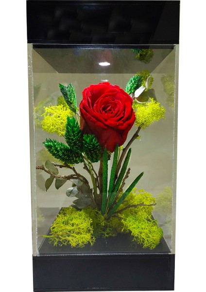 LED Venüs Moss Teraryum Kırmızı Solmayan Gül & Aşkın Tasarımı& Işıklı Pleksi Kutuda Sevgiliye Hediye