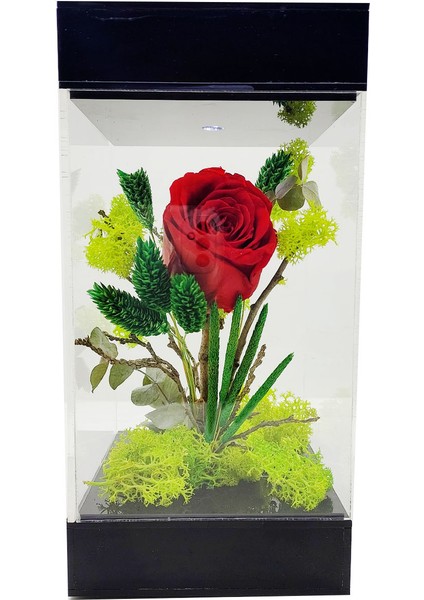 LED Venüs Moss Teraryum Kırmızı Solmayan Gül & Aşkın Tasarımı& Işıklı Pleksi Kutuda Sevgiliye Hediye fiyatları