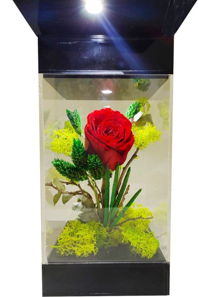 LED Venüs Moss Teraryum Kırmızı Solmayan Gül & Aşkın Tasarımı& Işıklı Pleksi Kutuda Sevgiliye Hediye fırsatları