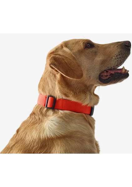 Solognac Köpek Tasması - Avcılık ve Doğa Gözlemi - Turuncu - 100