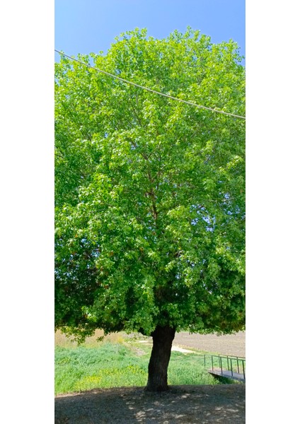 Tüplü Sığla Ağacı Fidanı 70/100 cm modelleri