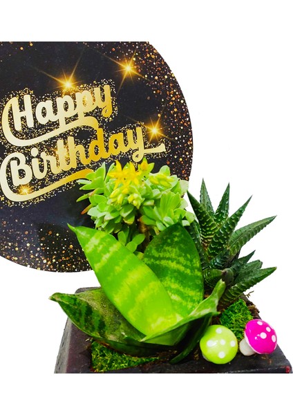 Sanseveria Howartia ve Sedum Altıgen Beton Saksıda Doğum Günü Kartlı Hediye Canlı Çiçek Bitki modelleri