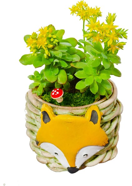 Sedum Sukulent Canlı Bitki & Tilki El Yapımı Seramik Saksıda & Hediye Canlı Bitki & Iç Mekan Bitki