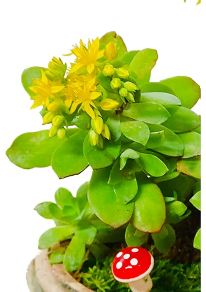 Sedum Sukulent Canlı Bitki & Tilki El Yapımı Seramik Saksıda & Hediye Canlı Bitki & Iç Mekan Bitki
