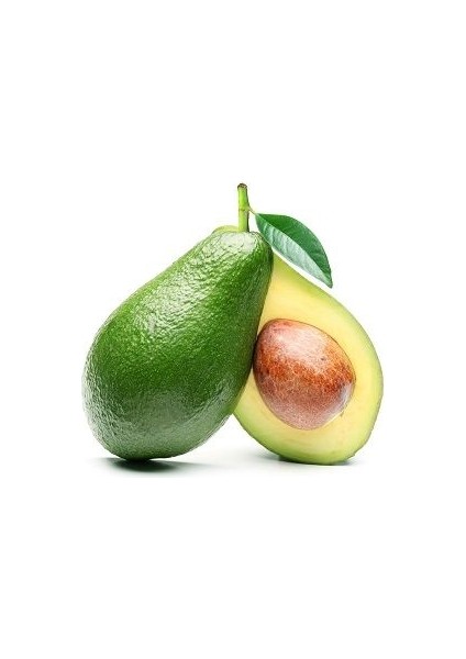 Avokado Fidanı BACON, 50-60 cm, Tüplü