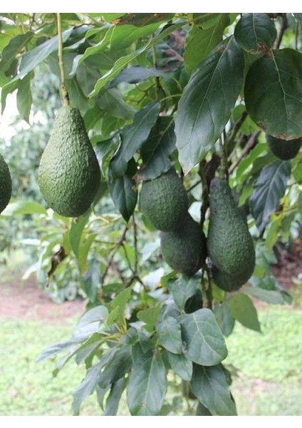 Avokado Fidanı PİNKERTON, 50-60 cm, Tüplü