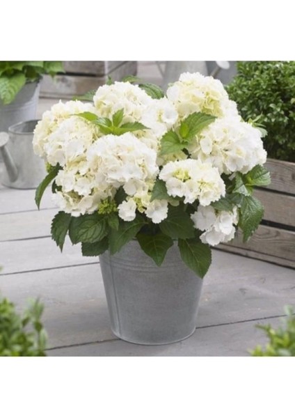 Hydrangea Mocnophylla 10-20 cm Ortanca Çiçeği Fidanı-Aşılı Tüplü Beyaz Renk