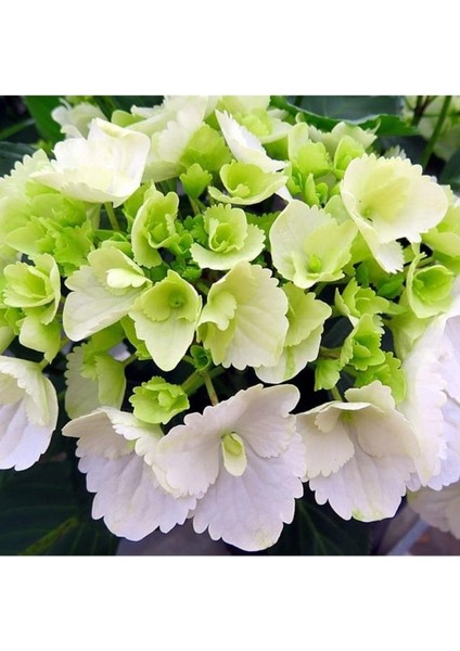 Hydrangea Mocnophylla 10-20 cm Ortanca Çiçeği Fidanı-Aşılı Tüplü Beyaz Renk