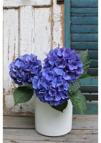 Hydrangea Mocnophylla Ortanca Çiçeği Fidanı-Aşılı Tüplü Mavi