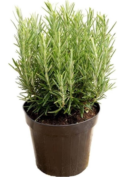 Biberiye Fidanı 3 Adet 20-30 cm Rosmarinus Officinalis N11.28702