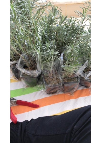 Saksı Tipi Lavanta Fidanı 5 Adet 5-15 cm Intermedia