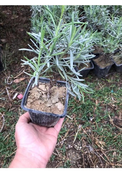 Saksı Tipi Lavanta Fidanı 5 Adet 5-15 cm Intermedia