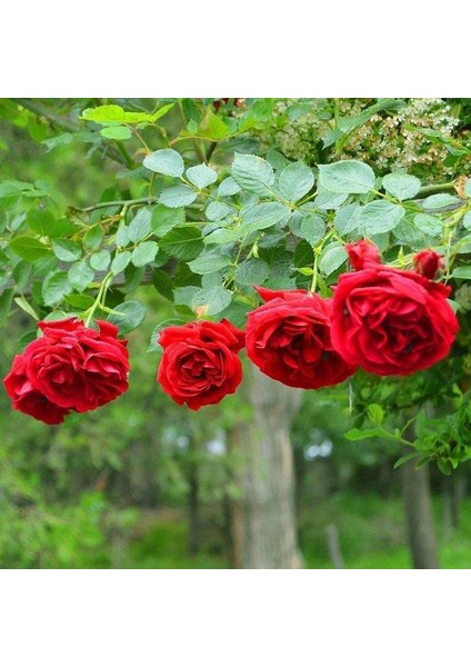 Yediveren Kırmızı Gül Fidanı 1 Adet 30-50 cm Yediveren Red Rose N11.4271