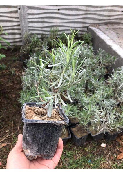 Kokulu Lavanta Fidanı Fidesi 15-25 cm N11.447