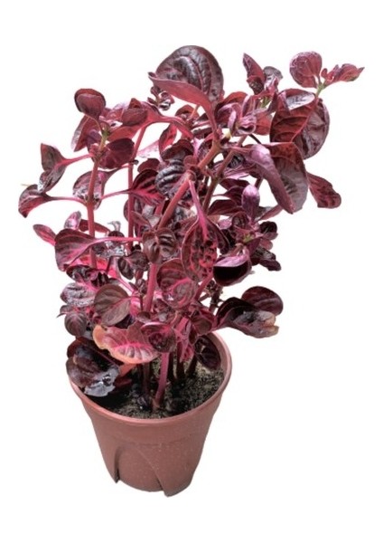 Herbstii Çingene Şalvarı Bitkisi Çiçeği Fidanı 10-20 cm