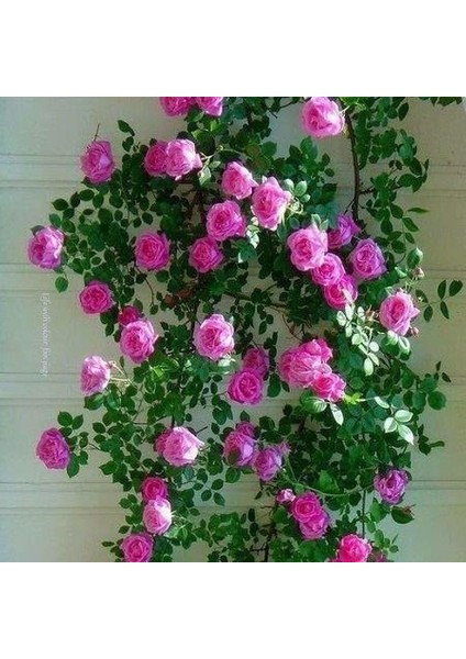 Koyu Pembe Yediveren Sarmaşık Gül Fidanı 20-40 cm