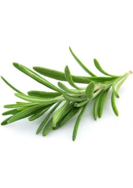 Biberiye Fidanı 20-30 cm Rosmarinus Officinalis 15 Adet