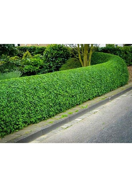 Tüplü Kurtbağrı Ligustrum Bahçe Çit Set Fidanı 30 - 50 cm