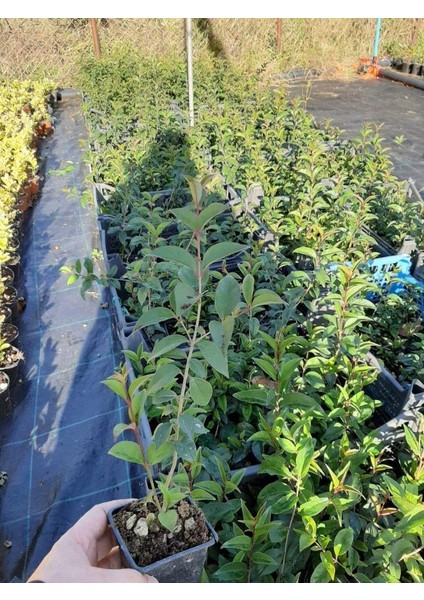 Tüplü Kurtbağrı Ligustrum Bahçe Çit Set Fidanı 30 - 50 cm