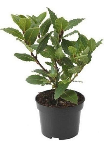 Saksıda Laurus Nobilis Defne Fidanı 25-35 cm