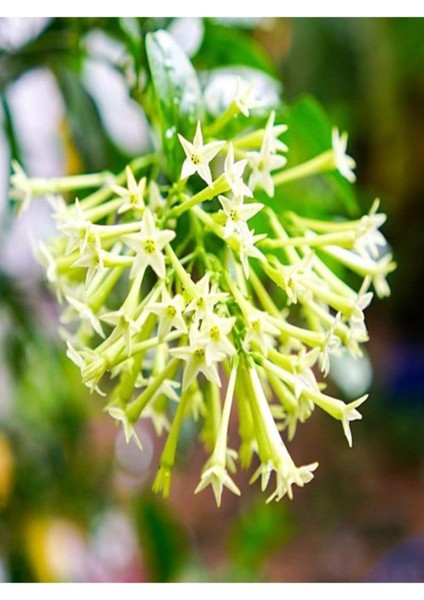 Cestrum Limon Melisa Çiçeği Fidanı