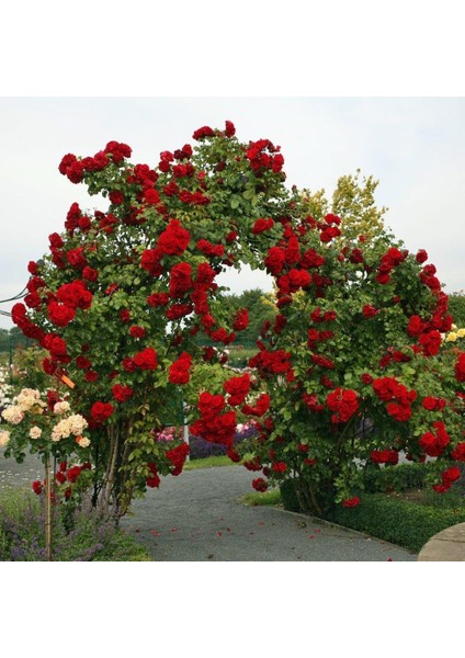 Kırmızı Yediveren Sarmaşık Gül Fidanı 15-25 cm fiyatları