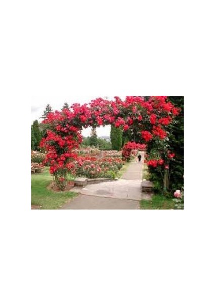 Kırmızı Yediveren Sarmaşık Gül Fidanı 15-25 cm modelleri