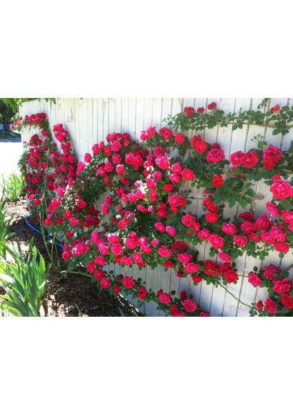 Kırmızı Yediveren Sarmaşık Gül Fidanı 15-25 cm fırsatları