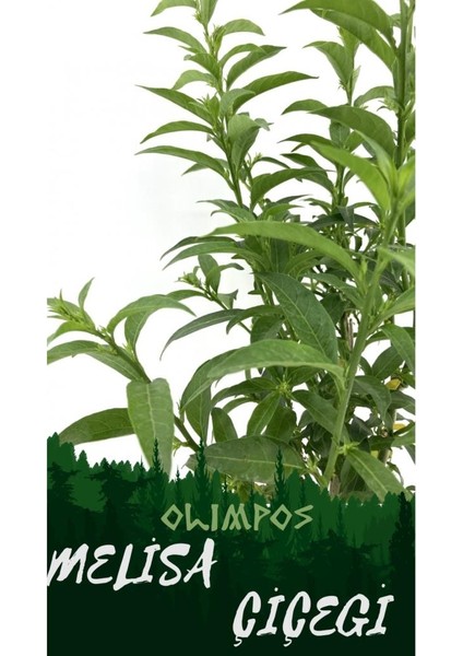 Nocturnum Limon Melisa Çiçeği Fidanı Saksıda