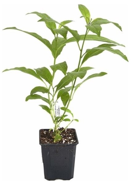 Cestrum Nocturm Kolonya Çiçeği Gece Yasemini Melisa Çiçeği Fidanı Saksıda