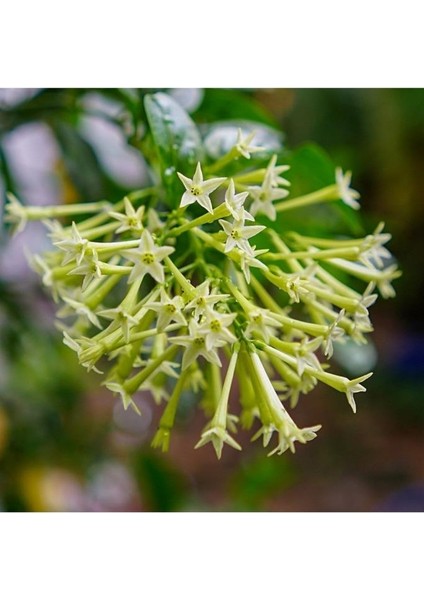 Cestrum Nocturm Kolonya Çiçeği Gece Yasemini Melisa Çiçeği Fidanı Saksıda