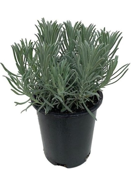 Lavandula Intermedia Lavanta Fidanı, Saksıda