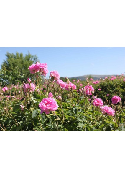 Ispartadan Geleneksel Hakiki Isparta Gülü Fidanı 15-25 cm N11.3436