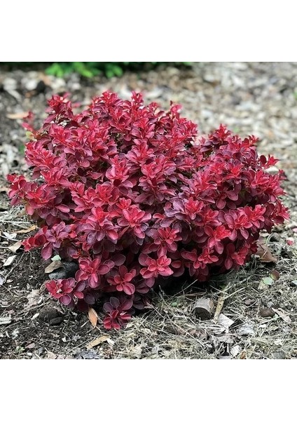 Saksılı Kadın Tuzluğu Berberis Fidanı 20-40 cm